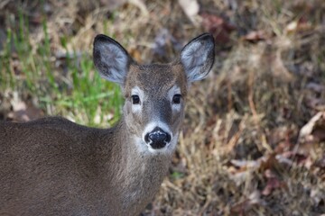 portrait of deer 