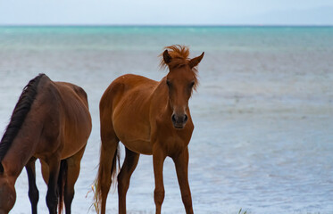 Caribbean wild horse on the beach