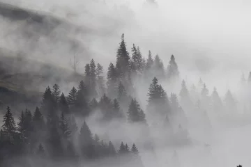 Foto auf Acrylglas Wald im Nebel Wald im Nebel