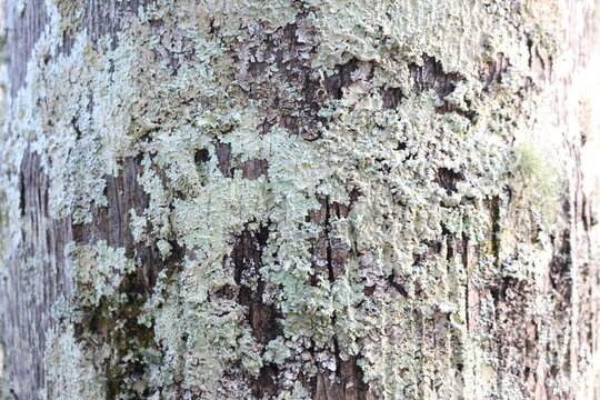 texturas na natureza &aacute;rvores montanhas e madeiras