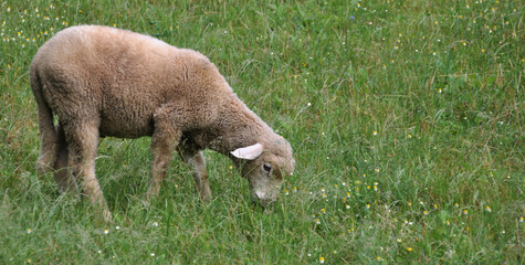 Obraz na płótnie Canvas Lamb grazing, moment when it is eating grass on the prairie