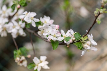 Pink flowers and buds of a blossoming apple tree on a blurred background
