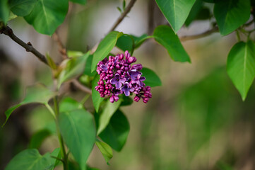 lilac flowers in the garden