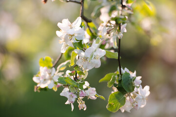 Spring apple blossom. Blooming branch in springtime. Apple tree bloomssom at sunset

