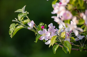 White and pink apple tree blossoms against green foliage blurred background