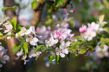 fruit tree blossom in spring. Apple tree blossom