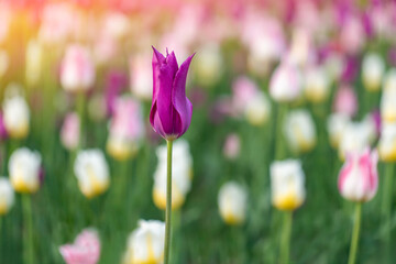 Spring flowers in park. Tulip festival in springtime.