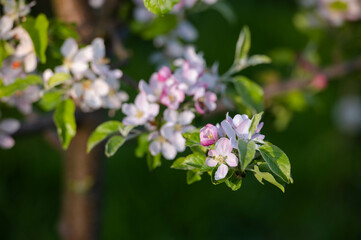 Pink apple blossom. Apple close up flowers. Apple tree spring blooming. Closeup pink apple flowers.
