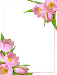 Pink tulip flowers in a spring corner arrangements and a frame isolated on white or transparent background - 781606685