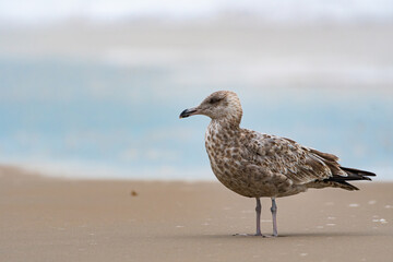 seagull on the beach