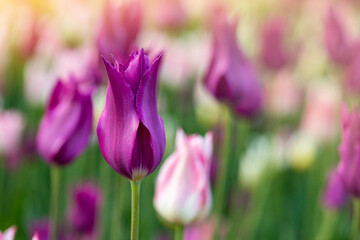 Tulips on sunny spring day. Beautiful colorful flower background