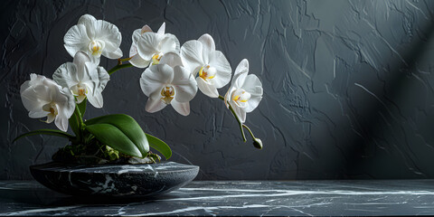Beautiful tropical white phalaenopsis orchid in black stone pot on dark marble wall background with copy space. Spa center environment, home or office interior, relaxation and wellness concept.