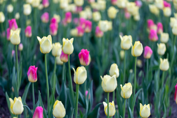 Tulips on a spring day. Beautiful colorful flower background