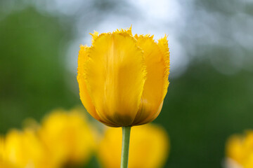 Yellow tulips blooming on a spring day in garden. Beautiful flower close up
