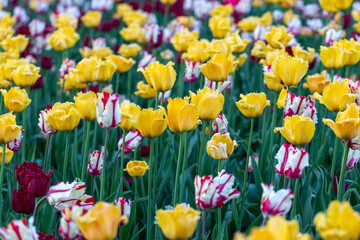 Field of colorful tulips in a park in spring. Flowers full frame background
