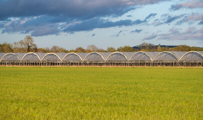 Fototapeta premium foil tunnels on a strawberry and raspberry farm