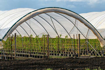 foil tunnels on a strawberry and raspberry farm