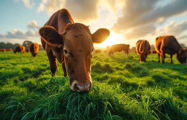 Foto op Plexiglas Cows grazing in field at sunset. A several cows eating grass in a field © Анна Терелюк