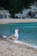 seagull on the beach