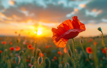 Red poppy flower in the field at sunset. beautiful nature background - obrazy, fototapety, plakaty