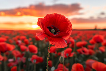 Red poppies in the field in evening light. beautiful nature background - obrazy, fototapety, plakaty
