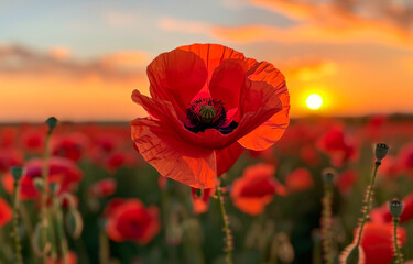 Red poppies in the field at sunset. A red poppy flower in the foreground - obrazy, fototapety, plakaty
