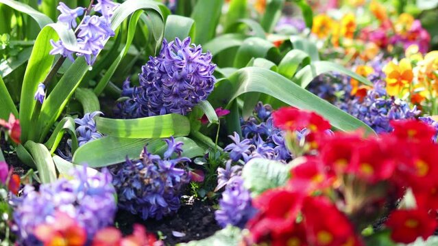 colorful spring flowers background 4k 25fps video