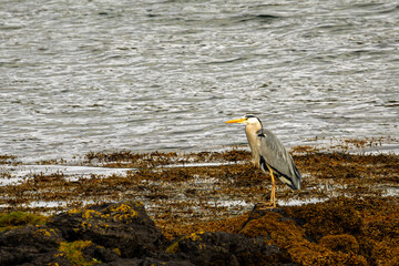 Great blue heron