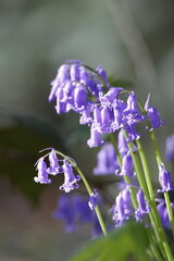 Jacinthe des bois © Sylvie