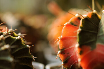 Close-up Small cactus in a pot. Selective focus