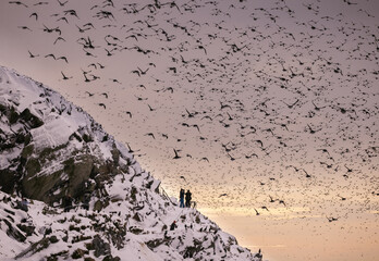 large flock of birds over the rocks of Hornoya island