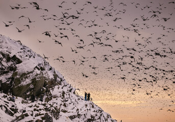 large flock of birds over the rocks of Hornoya island - 781616024