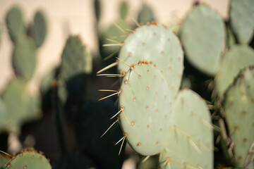 cactus with thorns