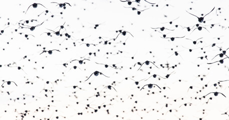 large flock of birds 