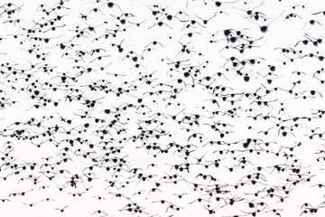 large flock of birds  - 781616403