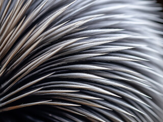 Fototapeta premium Quill tail of a porcupine forms unique texture