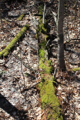moss on a tree