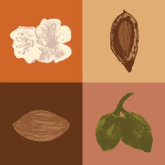 Vector almond hand-drawn signs. Color drawings of almond nuts for marzipan paste label design or almond butter packaging. Botanical sketches. Blossom almond flat illustrations.