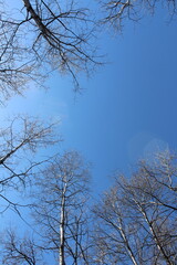 trees in the sky