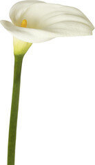 white lily flower isolated - 781618035