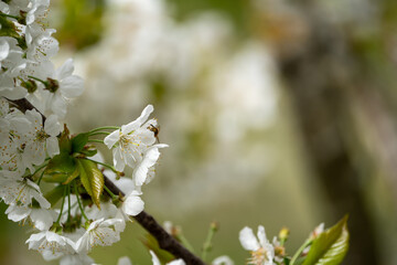 Close Up of a fully blooming cherry tree with beatiful white flowers and lots of bees and other polinators