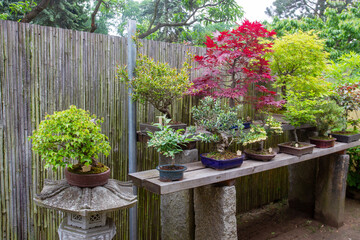 Amazing bonsai trees  in Japanese garden in Posdam,  Brandenburg - obrazy, fototapety, plakaty