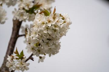 Close Up of a fully blooming cherry tree with beatiful white flowers and lots of bees and other polinators