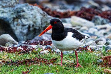 oystercatcher