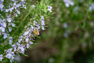 Close Up of a bee collecting honey from a rosemary bush