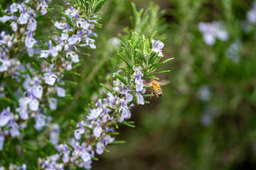 Close Up of a bee collecting honey from a rosemary bush