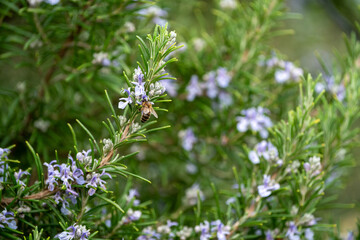 Close Up of a bee collecting honey from a rosemary bush