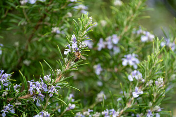 Close Up of a bee collecting honey from a rosemary bush