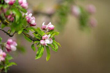 Close Up of blooming apple tree flower