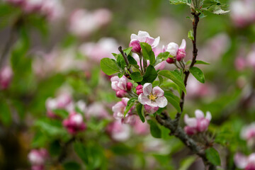 Close Up of blooming apple tree flower